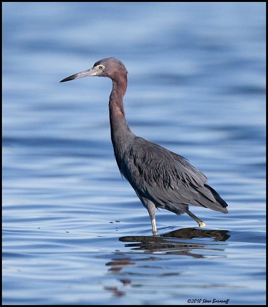_0SB7197 little blue heron.jpg